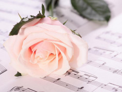 2015 03 18 rose