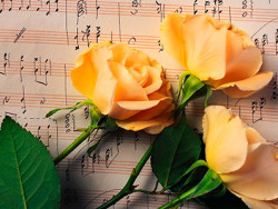 2015 05 26 rose