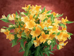 2015 06 30 flowers